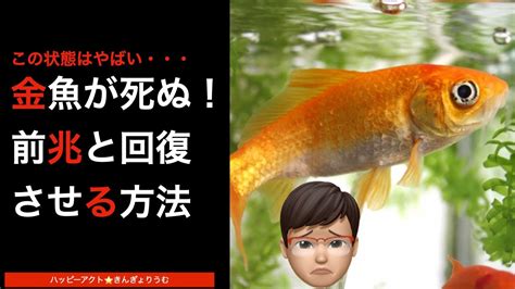 金魚死前徵兆|金魚が死ぬ前兆とその原因とは？